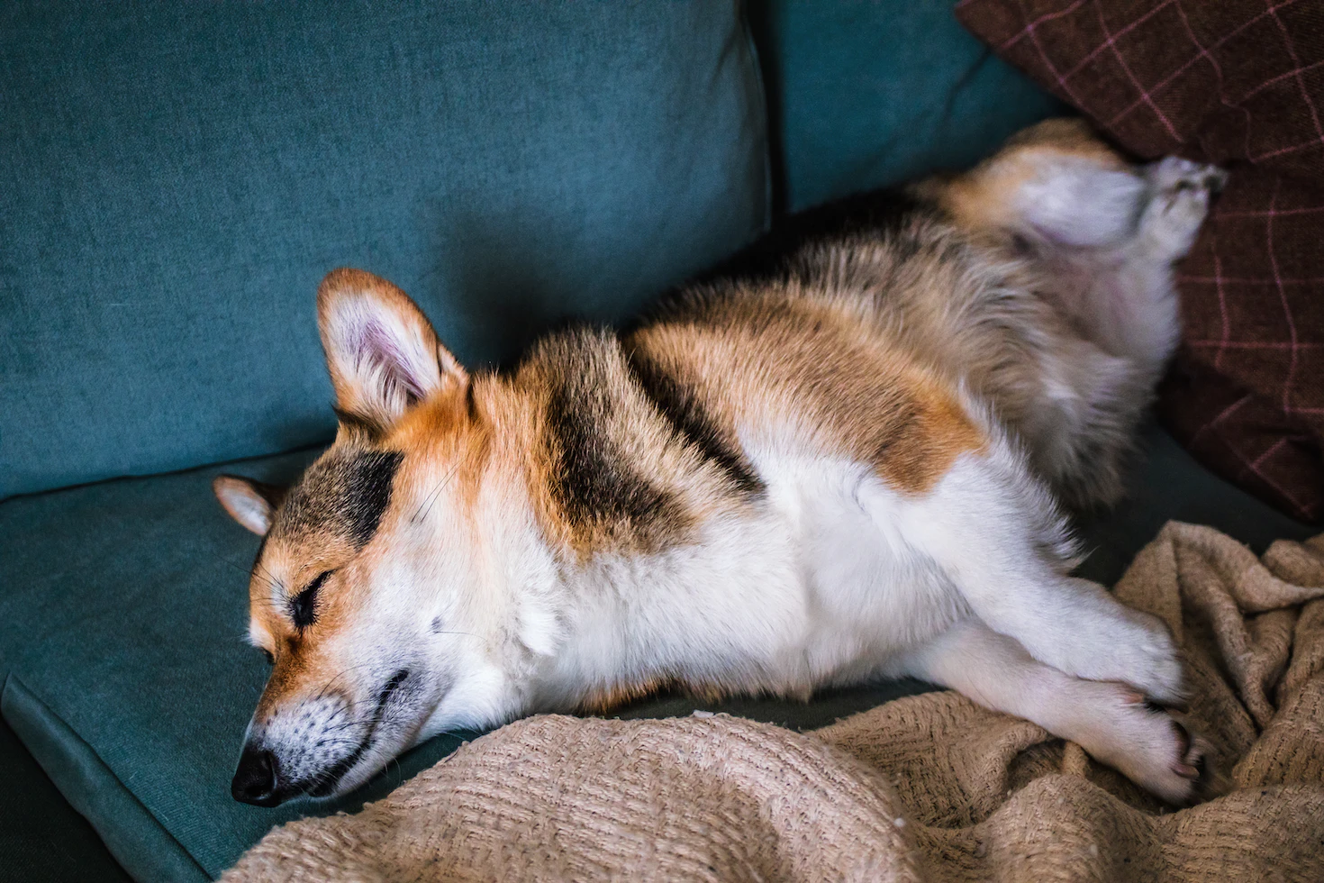 Corgi lying on couch asleep.